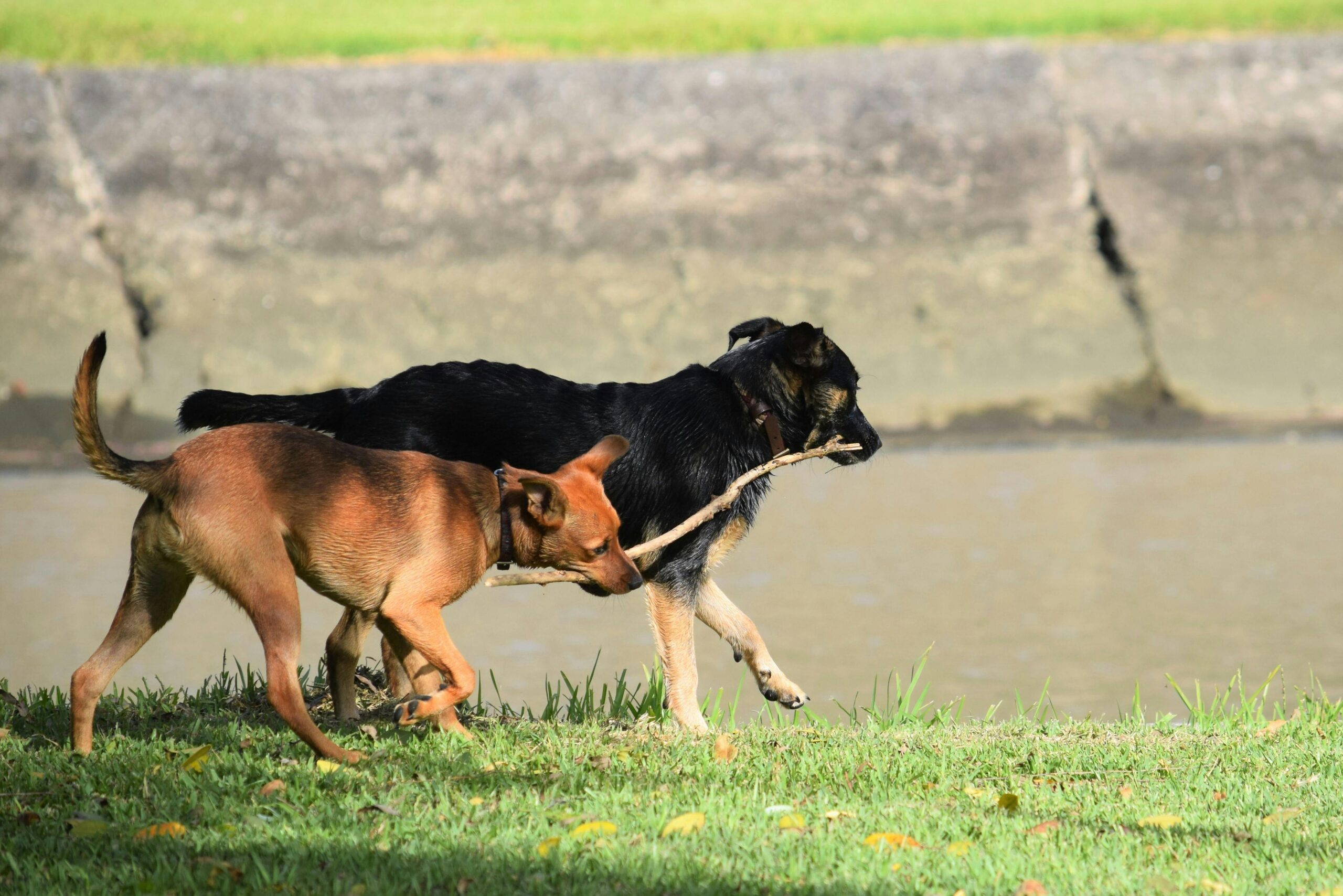 Two dogs playing with a stick by the river, showcasing fun and companionship.